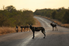 Lycaons sur la route au crépuscule sur Jolea-Captures