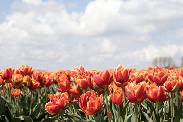 Orange tulips against an overcast sky by W J Kok