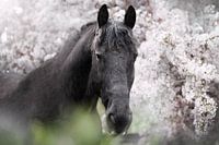 Friesian horse in the white blossom