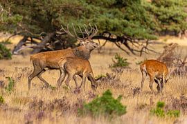 Red deer on the Hoge Veluwe, Netherlands