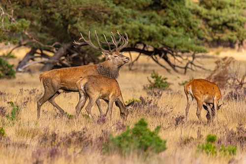 Red deer on the Hoge Veluwe, Netherlands
