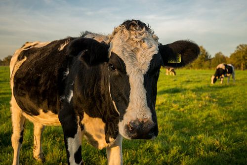 Close-up Dutch cow in meadow
