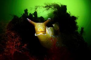 Green seaweed snail in Lake Grevelingen