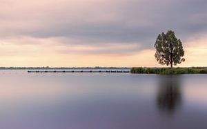 Baum am Zuidlaardermeer