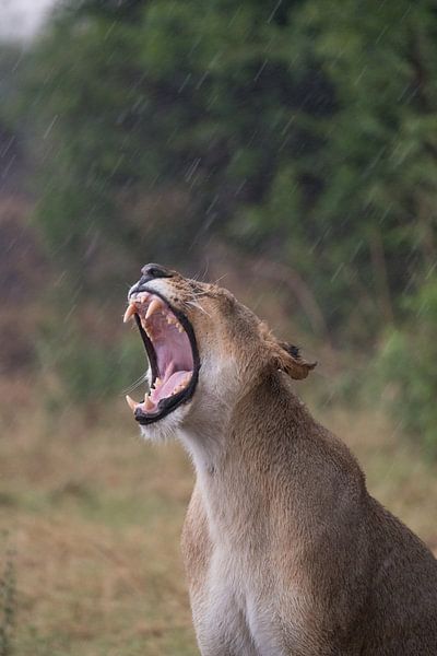 lion sous la pluie par Ed Dorrestein