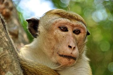 Close up van een aap in Sri Lanka van Frans van Huizen