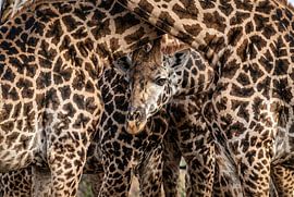 Des girafes tachetées ensemble sur Markus Gann