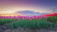 Tulpenveld par Herman de Raaf Aperçu