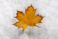 herfst & kamp; winter