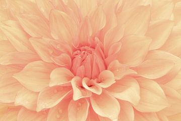 Liefde voor dahlia's Misses Trucella van Cindy Mulder