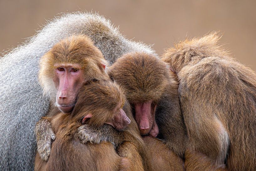 Un groupe de babouins qui s'étreint par Jimmy Keetman