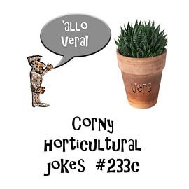 'allo Vera by Grüntyers .