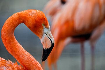 Close Up Flamingo van Vincent van den Hurk