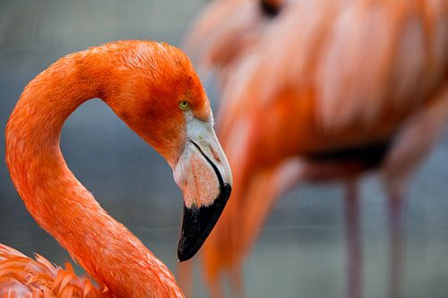 Close Up Flamingo
