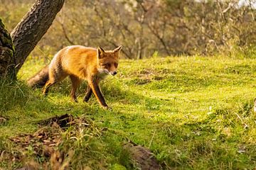 Fox von Merijn Loch