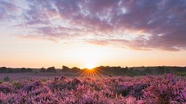 Sunrise with the heather in bloom by Hendrik Karremans