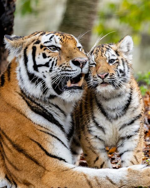 Tiger cub with mother by Bianca Benard Fotografie