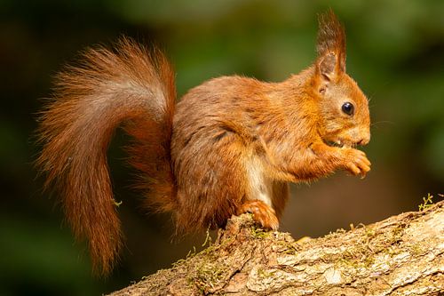 Écureuil rouge avec une noix