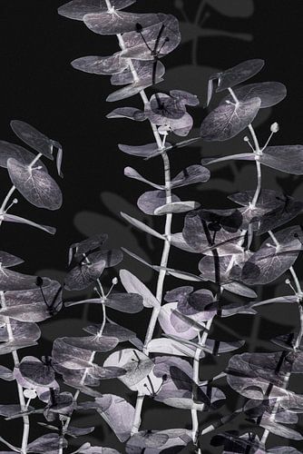 Eucalyptus_Negatief_002