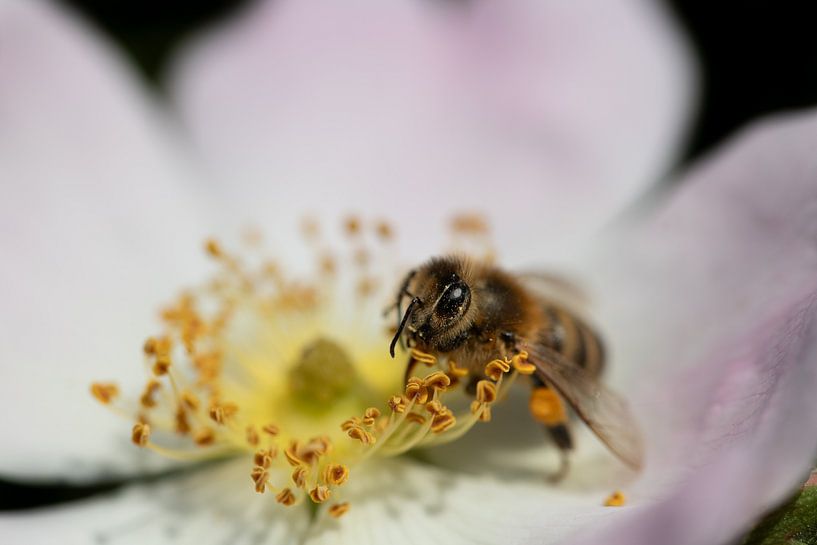 Nahaufnahme einer Honigbiene auf einer weißen Blüte von Ulrike Leone