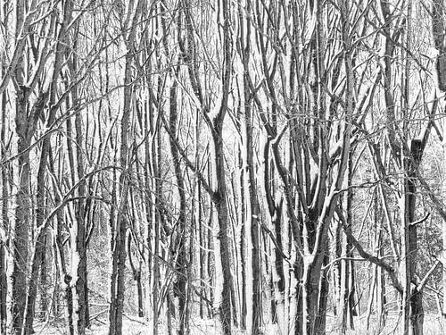 Winters besneeuwde bomen foto in zwart wit