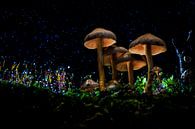 Paddenstoel lightpaint, mushroom van Corrine Ponsen thumbnail