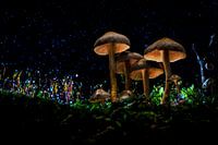 Peinture légère pour champignons, champignons