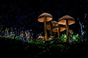Paddenstoel lightpaint, mushroom van Corrine Ponsen