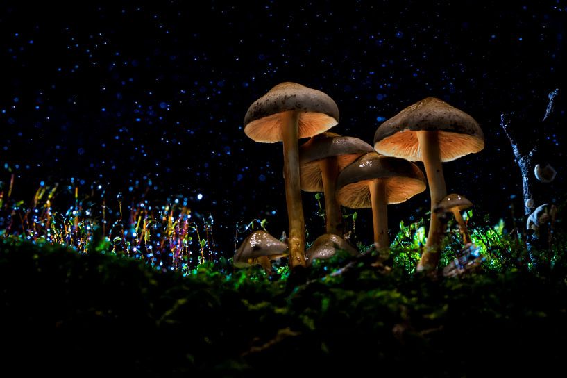Paddenstoel lightpaint, mushroom van Corrine Ponsen