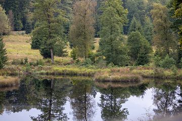 Bosmeertje met weerspiegeling van bomen van whmpictures .com