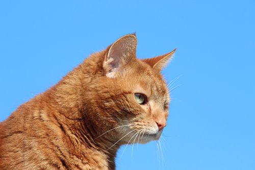 Casper von Vincent van Unen