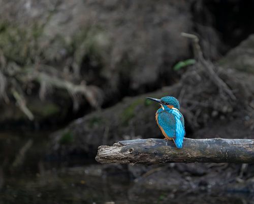 Kingfisher