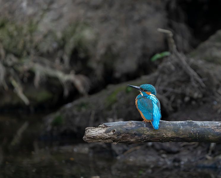 Eisvogel von Remco Kraaijeveld