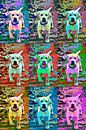 Puppy pop-art van Rosenthal fotografie thumbnail