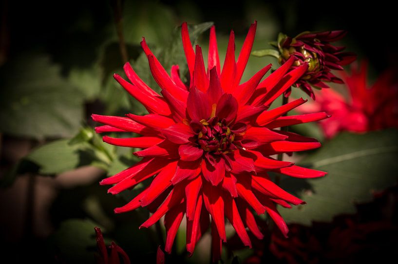 Macro by HDR | ARTist