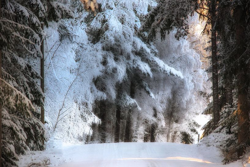 Winter is coming slowly van Marc Hollenberg