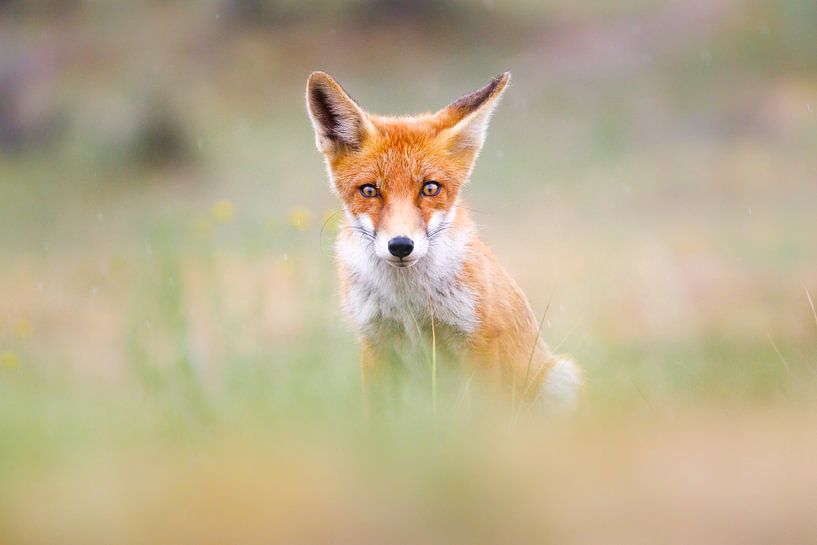 red fox portrait by Pim Leijen