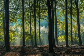 Speulderbos van dh78photography