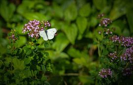 The Cabbage White by Seven7 Creations
