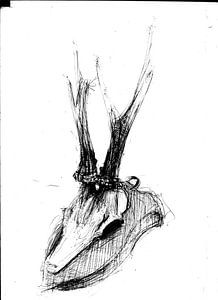 SKELET
