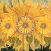 Tournesol de caractère sur Saranda Foto Art