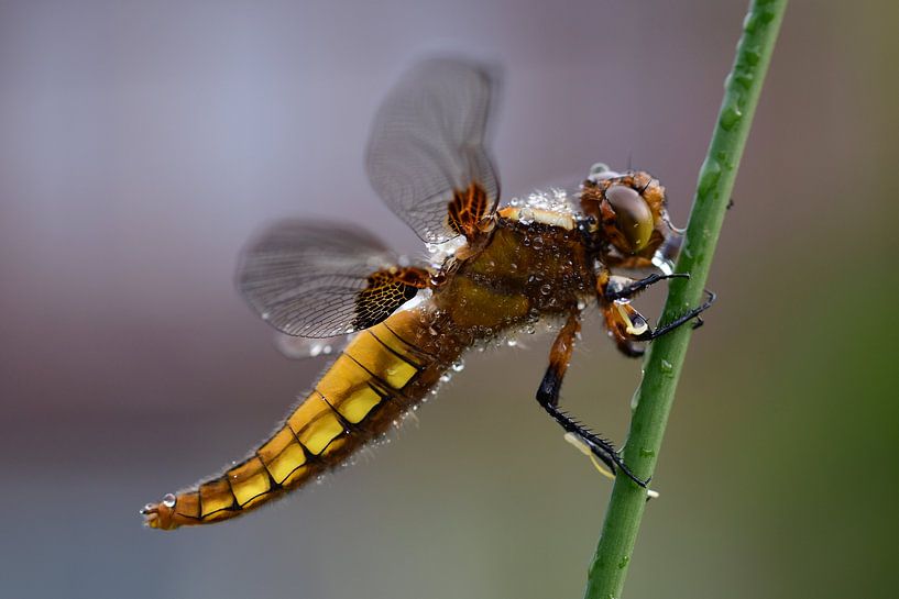 Yellow Dragonfly by Moniek van Hoof-Geenen