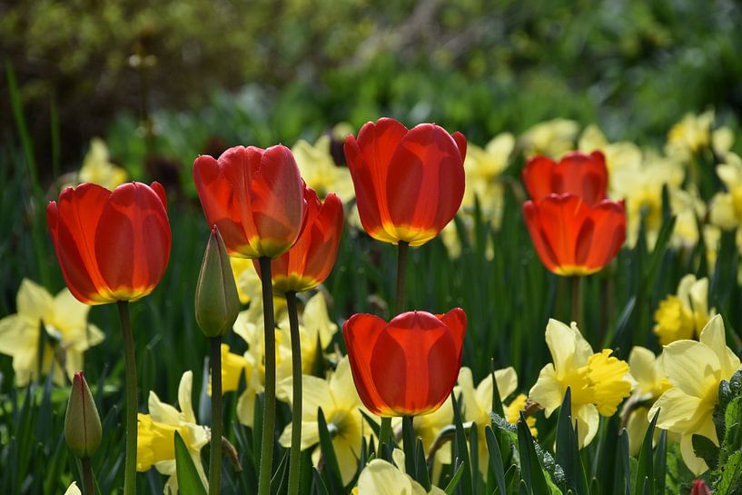 The first flowers in spring by Claude Laprise