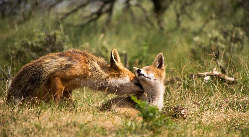 Red fox. by Robert Moeliker