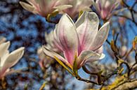 Tulpenboom in bloei, met mooie bloemen van Bram van Broekhoven thumbnail