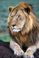 Leeuw kijkt uit over de Serengeti