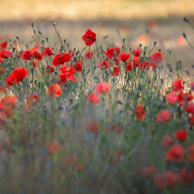 mohn von Judith Reinders-Peters