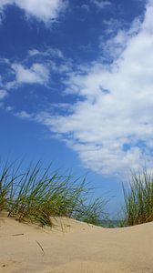 Dünen von Ostsee Bilder