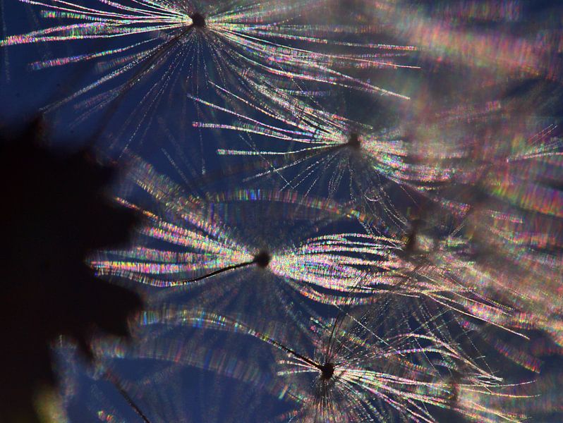 Macro pissenlit par Edgar Schermaul