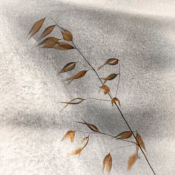 avoine sauvage par Hanneke Luit